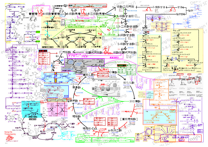 生物化学代谢图