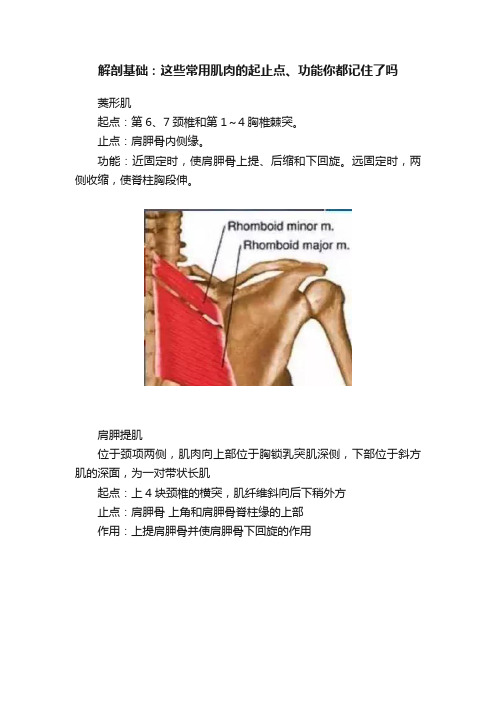 解剖基础：这些常用肌肉的起止点、功能你都记住了吗