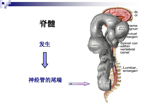 脊髓解剖