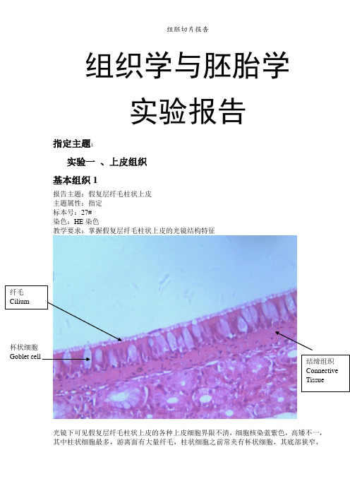 组胚切片报告