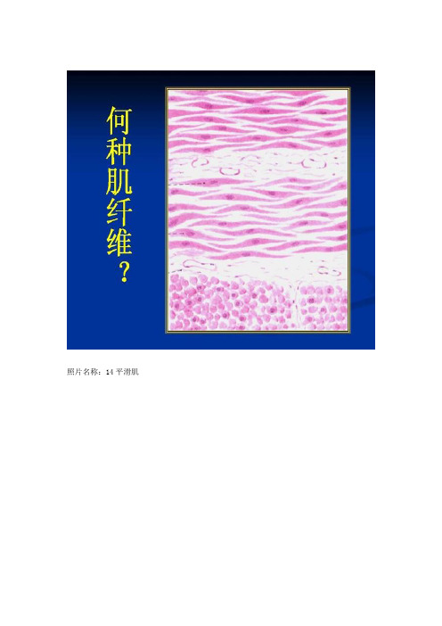 组胚实验考试图及答案65张全在