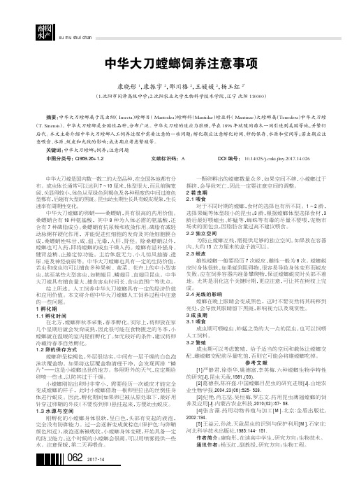 中华大刀螳螂饲养注意事项