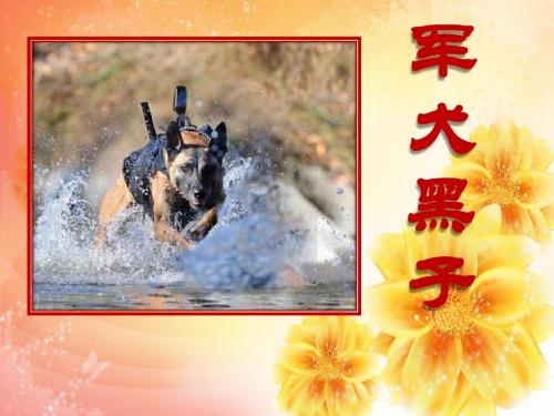 《军犬黑子》PPT课件4 (共21张PPT)