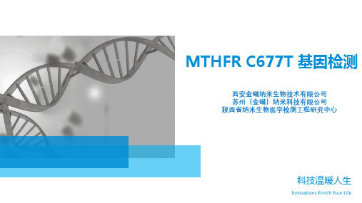 MTHFR C677T 基因检测(综合)20170731