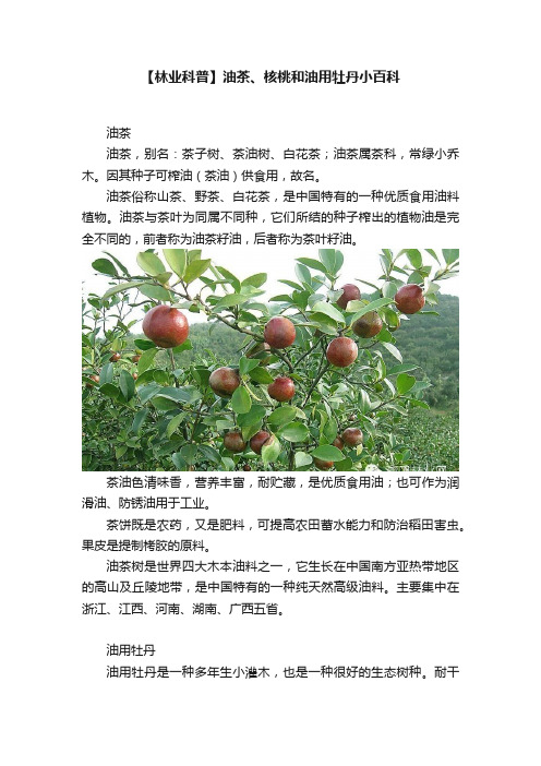 【林业科普】油茶、核桃和油用牡丹小百科