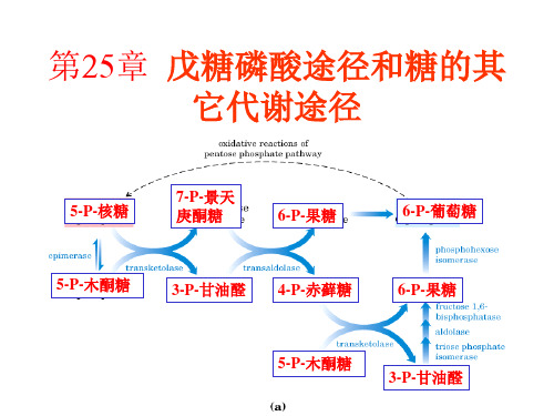 第25章戊糖磷酸途径和糖的其它代谢途径