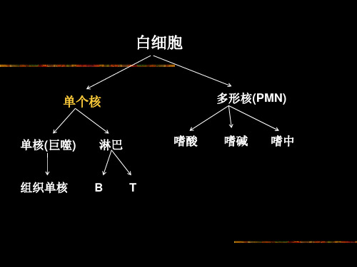 小鼠脾脏单个核细胞分离