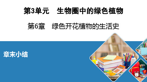 北师大生物七年级上册绿色开花植物的生活史章末小结