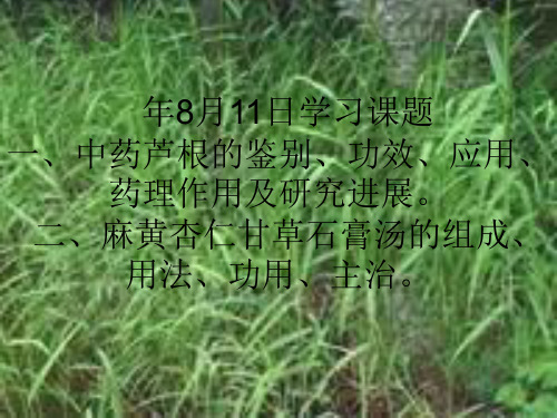 【精】芦根与麻黄杏仁甘草石膏汤