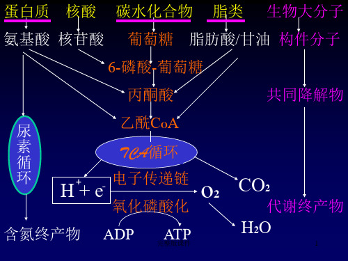 蛋白质的降解和氨基酸的降解转化ppt课件