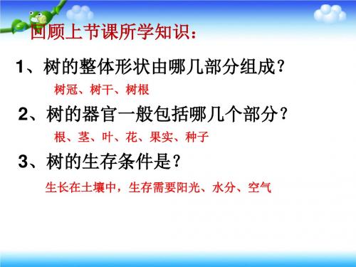 三年级上册科学课件 3 大树和小草 教科版