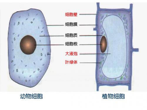 显微镜下的各种生物1