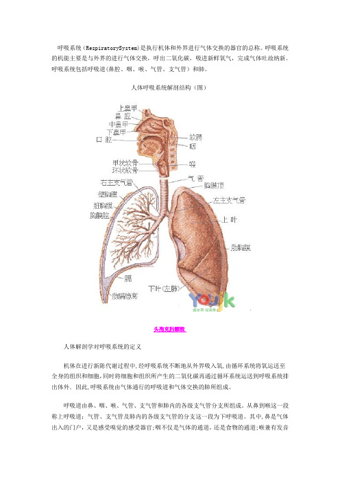 呼吸系统构造图(详细)