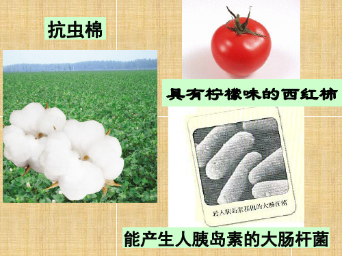 高中生物 第六章 第二节 基因工程及其应用名师精编课件 新人教版必修2