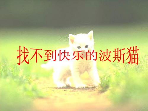 找不到快乐的波斯猫001