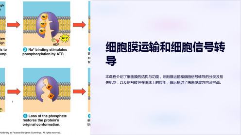 《基础医学课件-细胞膜运输和细胞信号转导》