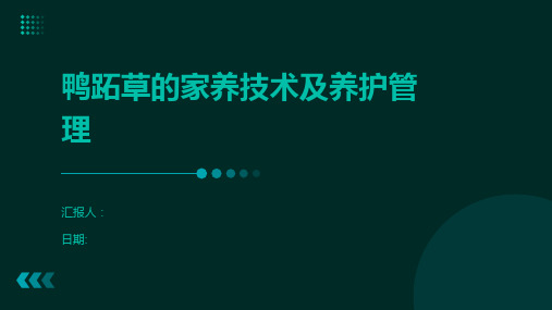 鸭跖草的家养技术及养护管理