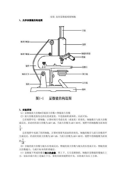 实验 高倍显微镜观察细胞