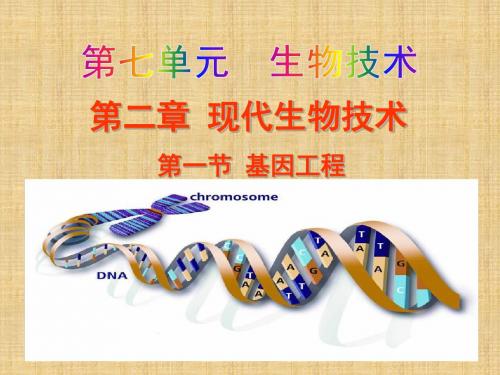 初中八年级生物下册 7.2.1 基因工程名师优质课件 (新版)济南版