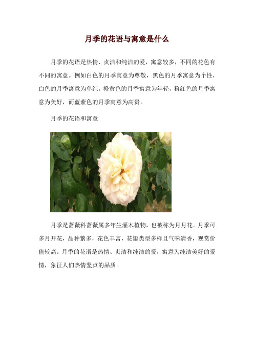 月季的花语与寓意是什么