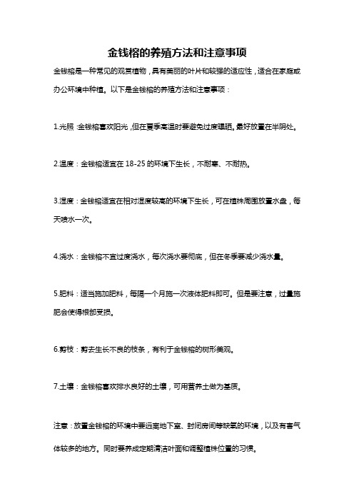 金钱榕的养殖方法和注意事项