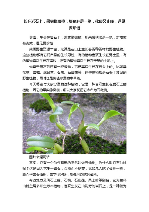 长在岩石上，果实像橄榄，煲猪肺是一绝，化痰又止咳，遇见要珍惜