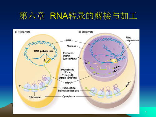 RNA的剪接-课件PPT