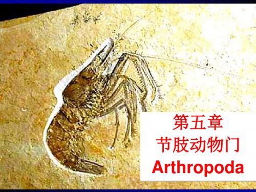 第七章 节肢动物门(Arthropoda)