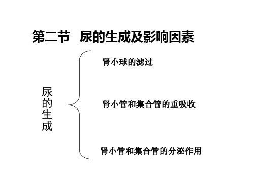 尿的生成与重吸收