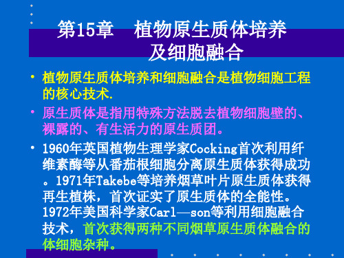 植物原生质体培养及细胞融合