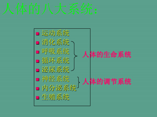 人体的八大系统ppt课件