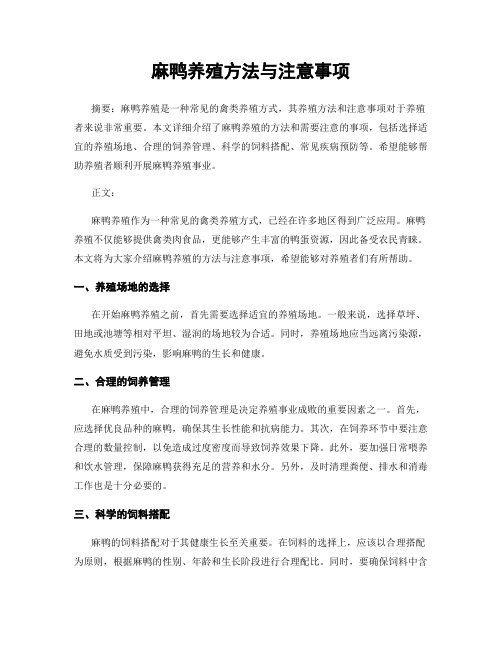 麻鸭养殖方法与注意事项