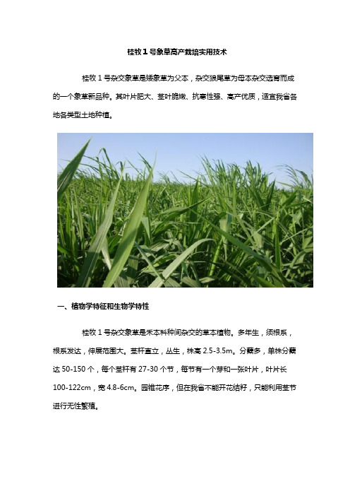 桂牧1号象草高产栽培实用技术