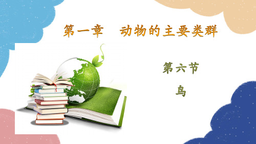 人教版生物八年级上册 5.1.6鸟课件