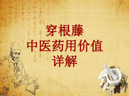中药学_穿根藤_药材详解课件模板