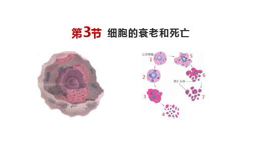 新版人教版高中生物学必修一第六章第三节细胞的衰老和死亡