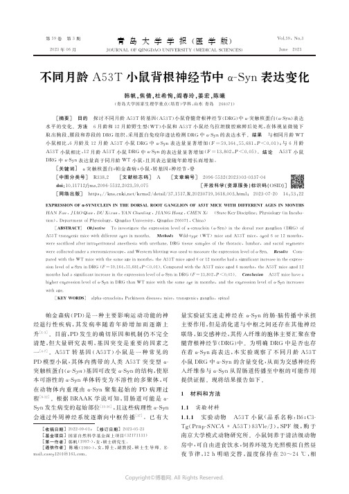 不同月龄A53T小鼠背根神经节中α-Syn表达变化