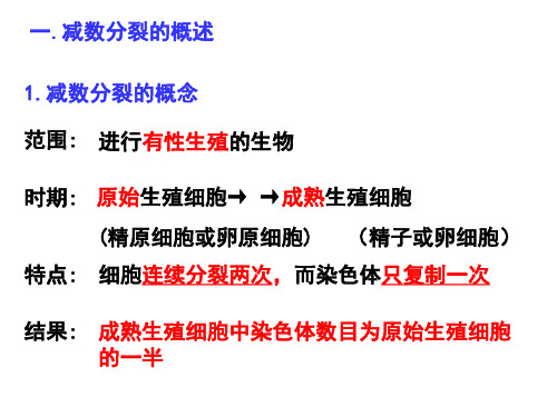 减数分裂一轮复习教学提纲