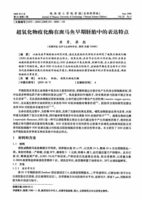 超氧化物歧化酶在斑马鱼早期胚胎中的表达特点