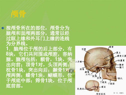 骨正常X线解剖