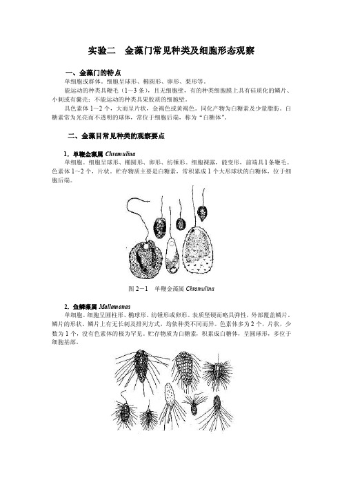 实验二金藻门常见种类及细胞形态观察