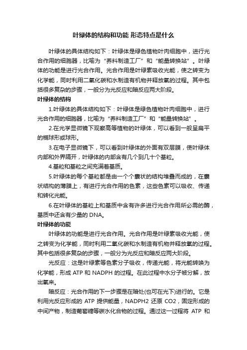 叶绿体的结构和功能形态特点是什么