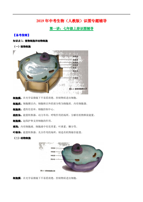 七年级上册识图考点中考生物识图专题辅导