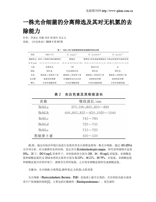 一株光合细菌的分离筛选及其对无机氮的去除能力