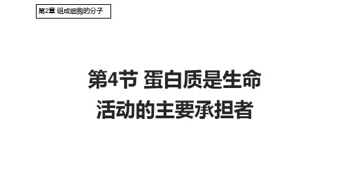 2.4 蛋白质是生命活动的主要承担者课件(共27张PPT)