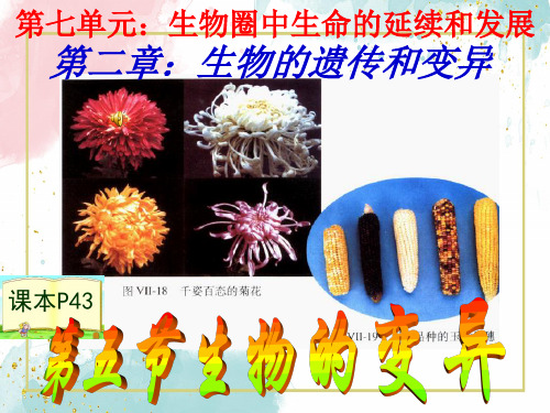 第七单元第二章第五节生物的变异课件PPT讲义