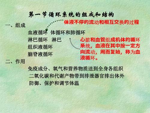 人体解剖生理学循环系统的结构和功能