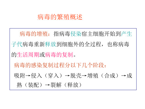 病毒的繁殖概述