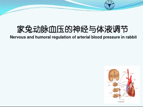 实验14家兔动脉血压的神经与体液调节