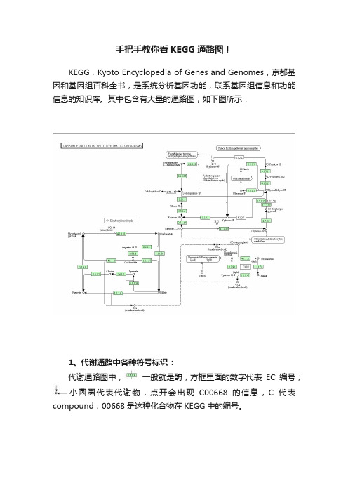 手把手教你看KEGG通路图！